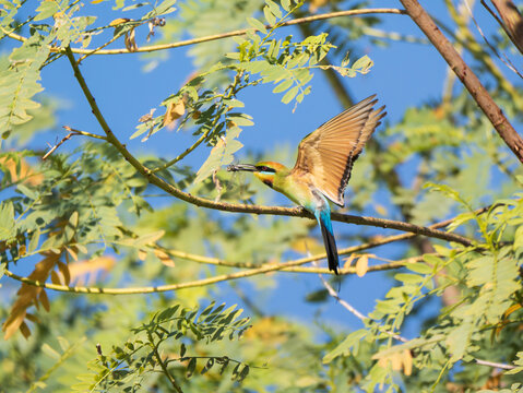 A rainbow bee-eater eating a dragonfly