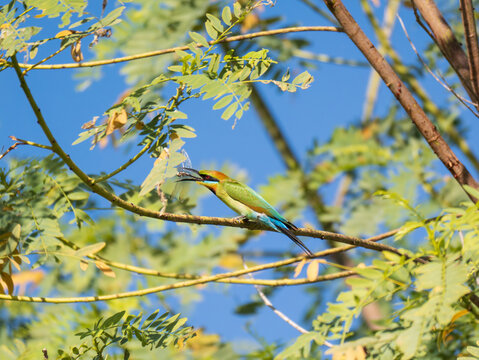 A rainbow bee-eater eating a dragonfly