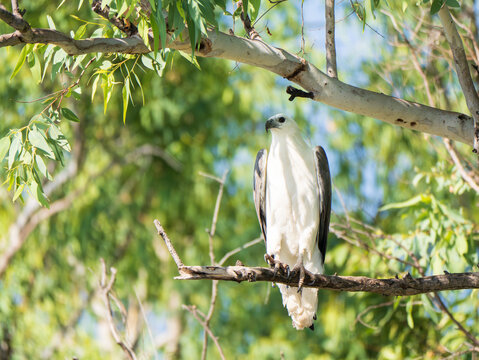 A white-bellied sea eagle perched on the branch of a tree