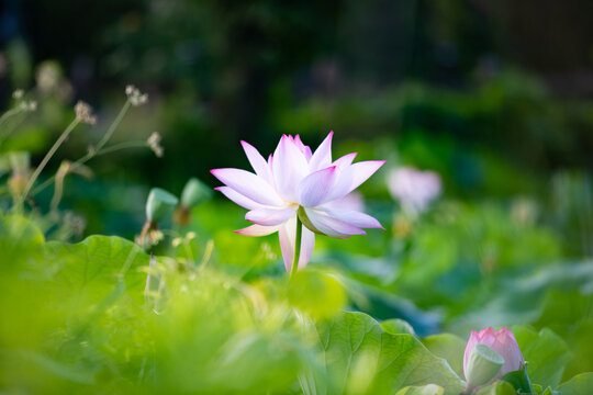Pink lotus flower surrounded by green leaves