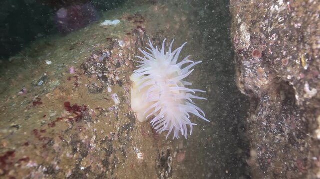 Observe a delicate white sea anemone, its tentacles softly swaying, securely attached to rugged rocks on the Barents Sea's expansive floor. A serene glimpse into vibrant Arctic marine life.