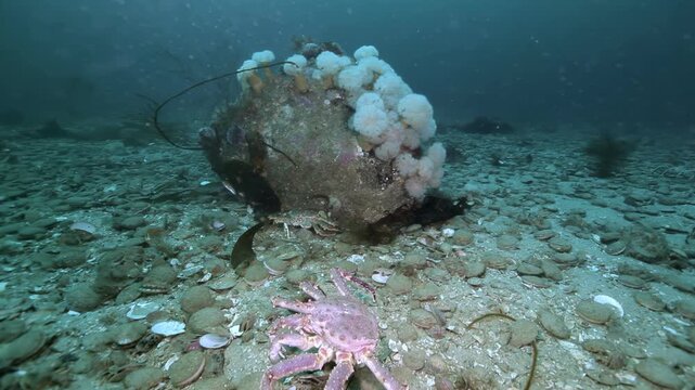 A lone crab navigates the captivating depths of the Barents Sea, passing by an ancient rock covered in pristine white sea anemones. A moment of marine serenity.