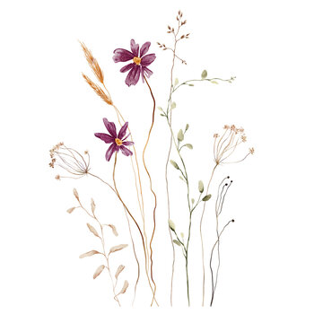 Watercolor Wildflower Bouquet. Purple Cosmos, Wheat Stalks, Dried Umbels and Meadow Grasses on White Background. Hand-painted illustrations. Asymmetrical composition with varying stem heights