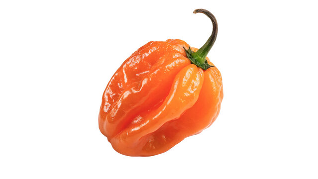 Spicy ripe orange habanero chili pepper isolated on transparent background for hot mexican cuisine recipe designs.