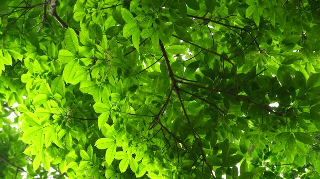 Dense green canopy of rubber trees with light dappling through lush foliage in forest