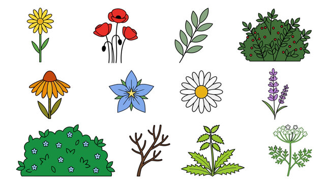 Botanical Vector Set of Wildflowers, Herbs, and Garden Plants