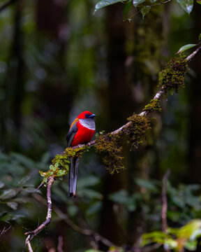 Whitehead's Trogon- a habitat shot