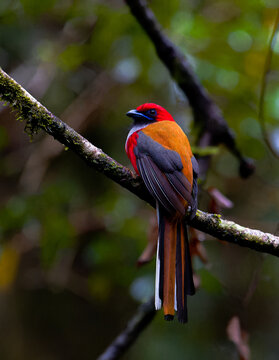 Whitehead's Trogon portrait