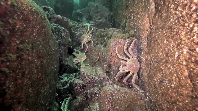 Observe several king crabs gracefully exploring their ancient home among the rugged rocks and hidden caves at the dark bottom of the Barents Sea. A serene glimpse into deep sea life.