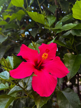 Vibrant Pink Hibiscus Bloom in Garden Foliage