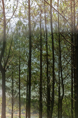 Obraz premium Sunlight filters through a dense forest of slender, tall trees.