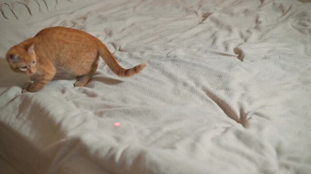 A small orange cat chases a red laser dot across a soft bedspread in a home environment. The cat jumps and pounces while engaged in playful activity