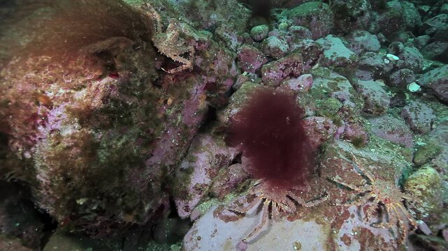 Flexopecten ponticus scallops and crabs quietly rest on the rocky Barents Sea floor. These creatures carve out a vibrant life in the deep, cold marine realm.