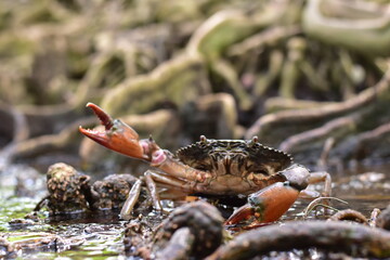 Crabs in the mangrove forest.Thailand,mangrove black crab in the mud, highlighting the role of these creatures in mangrove ecosystem dynamics, black crab,Black crab in mangrove forest waterway © Sawarin