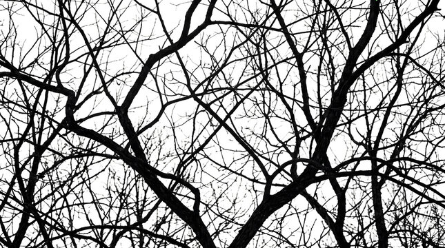 Bare Tree Branches Silhouette Texture on Transparent Background