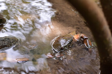 Crabs in the mangrove forest.Thailand,mangrove black crab in the mud, highlighting the role of these creatures in mangrove ecosystem dynamics, black crab,Black crab in mangrove forest waterway © Sawarin