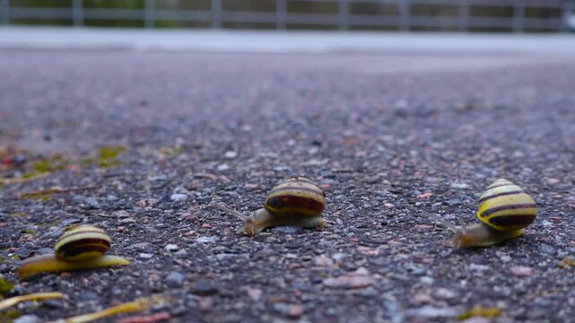 Three determined snails with striped shells slowly crawling across a grey asphalt road, with blurred city traffic passing in the background, creating a concept of patience and persistence