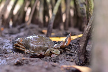 Crabs in the mangrove forest.Thailand,mangrove black crab in the mud, highlighting the role of these creatures in mangrove ecosystem dynamics, black crab,Black crab in mangrove forest waterway © Sawarin