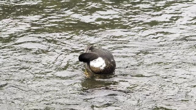 duck swimming in the water
