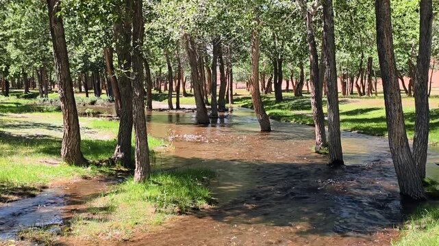 Slow motion video of a floodplain poplar forest near the river Kyzylshin in Altai. Zoom out effect.