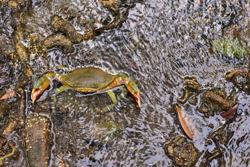 Crabs in the mangrove forest.Thailand,mangrove black crab in the mud, highlighting the role of these creatures in mangrove ecosystem dynamics, black crab,Black crab in mangrove forest waterway © Sawarin
