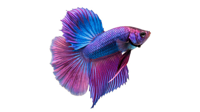 Vibrant purple Siamese fighting betta fish swimming isolated on transparent background for exotic aquarium wildlife designs.