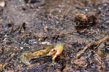 Crabs in the mangrove forest.Thailand,mangrove black crab in the mud, highlighting the role of these creatures in mangrove ecosystem dynamics, black crab,Black crab in mangrove forest waterway © Sawarin