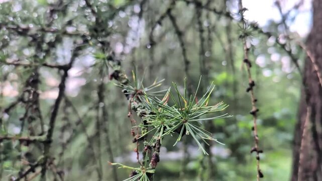 green fir branch with blurred natural background