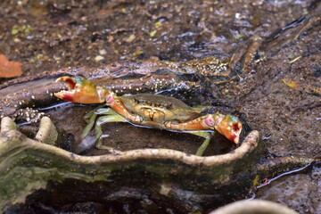 Crabs in the mangrove forest.Thailand,mangrove black crab in the mud, highlighting the role of these creatures in mangrove ecosystem dynamics, black crab,Black crab in mangrove forest waterway © Sawarin