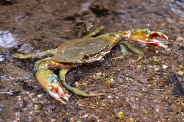 Crabs in the mangrove forest.Thailand,mangrove black crab in the mud, highlighting the role of these creatures in mangrove ecosystem dynamics, black crab,Black crab in mangrove forest waterway © Sawarin