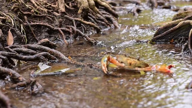 Crabs in the mangrove forest.Thailand,mangrove black crab in the mud, highlighting the role of these creatures in mangrove ecosystem dynamics, black crab,Black crab in mangrove forest waterway