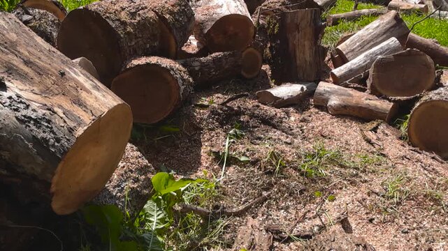 Pile of freshly cut firewood logs and timber lying on the ground covered in sawdust, basking in the bright sunlight of a beautiful day. Sustainable energy source for heating in winter