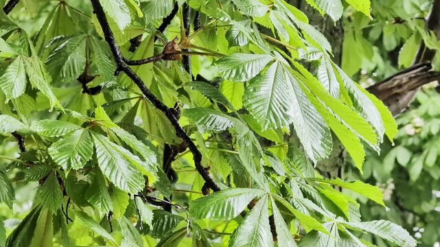 Vibrant green leaves of chestnut tree glistening with water droplets after rain shower close up natural foliage detail in woodland environment texture background
