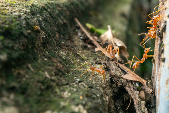 Red Weaver Ants Navigating the Rugged Crevices of a Tree Trunk