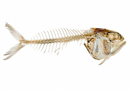 AI generated fish skeleton anatomy showing detailed skull vertebral column ribs tail bones isolated clean white background for biology education scientific study