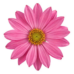 Obraz premium Vibrant pink daisy flower with a detailed yellow center and symmetrical petals arranged in a circular pattern isolated on a transparent background