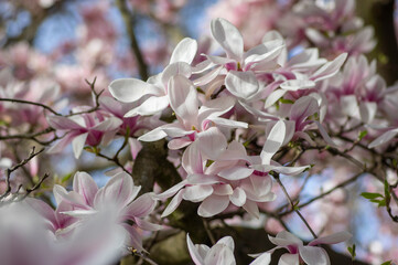 Magnolia soulangeana also called saucer magnolia flowering springtime tree with beautiful pink white flower on branches © Iva