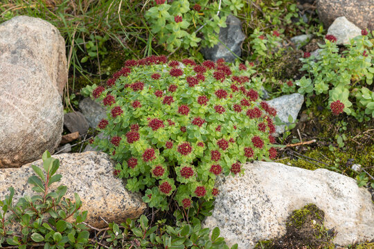 Rhodiola integrifolia succulent cushion on the stony arctic coast, Chukotka, Russia