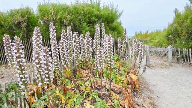 Plante Acanthe