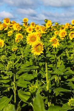 Bright yellow sunflowers blooming in a vast field under a blue sky with fluffy clouds, showcasing vibrant petals and green leaves in a natural landscape