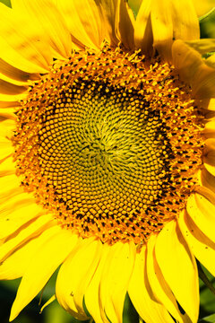 Close-up view of a vibrant sunflower with bright yellow petals and intricate seed pattern in the center, showcasing natural beauty in a garden setting