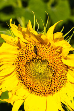 Close-up of a vibrant yellow sunflower with a bee collecting pollen, showcasing intricate details of the flower's center and petals against a blurred green background