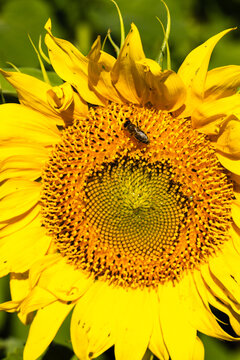 Close-up of vibrant yellow sunflower with intricate seed pattern and a bee collecting pollen in a lush green field under bright sunlight