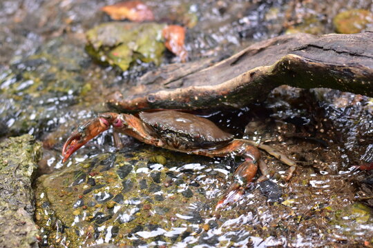 Crabs in the mangrove forest.Thailand,mangrove black crab in the mud, highlighting the role of these creatures in mangrove ecosystem dynamics, black crab,Black crab in mangrove forest waterway
