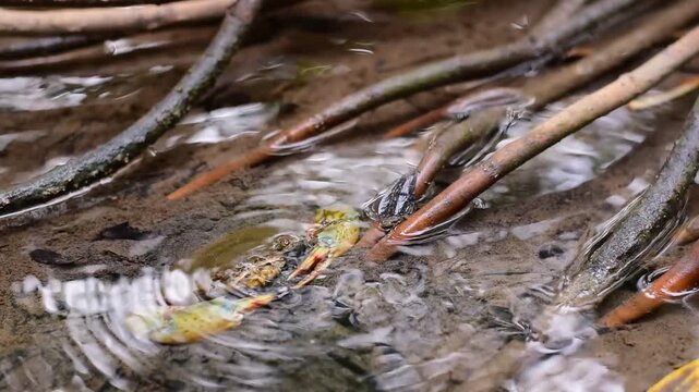 Crabs in the mangrove forest.Thailand,mangrove black crab in the mud, highlighting the role of these creatures in mangrove ecosystem dynamics, black crab,Black crab in mangrove forest waterway