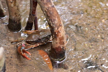 Crabs in the mangrove forest.Thailand,mangrove black crab in the mud, highlighting the role of these creatures in mangrove ecosystem dynamics, black crab,Black crab in mangrove forest waterway © Sawarin