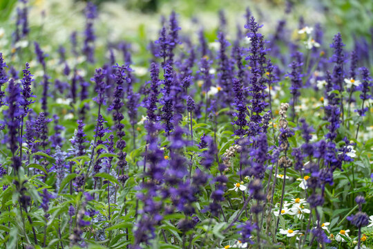 Tall purple salvia flower spikes bloom densely in a garden bed, interspersed with small white daisy-like flowers.