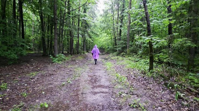 Person in vibrant purple poncho walks along muddy dirt path winding through dense green forest trees, peaceful natural environment outdoors on damp day