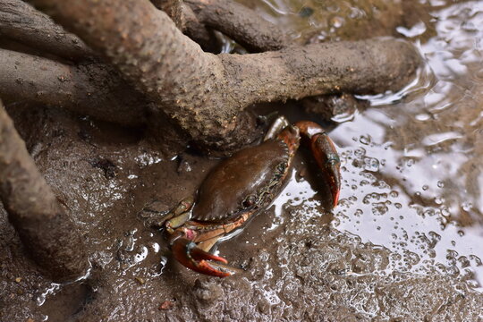 Crabs in the mangrove forest.Thailand,mangrove black crab in the mud, highlighting the role of these creatures in mangrove ecosystem dynamics, black crab,Black crab in mangrove forest waterway
