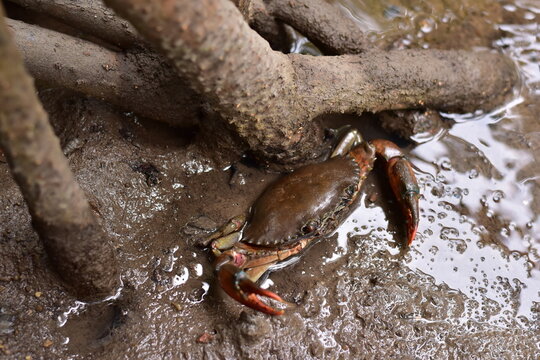 Crabs in the mangrove forest.Thailand,mangrove black crab in the mud, highlighting the role of these creatures in mangrove ecosystem dynamics, black crab,Black crab in mangrove forest waterway